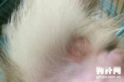 狗狗毛囊炎的症状以及治疗方法 狗狗毛囊炎的症状以及治疗方法