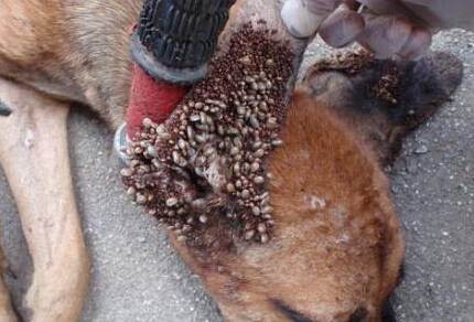 蜱虫狗应该如何治疗 蜱虫狗应该如何治疗