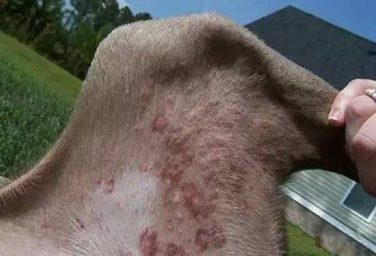 蜱虫狗应该如何治疗 蜱虫狗应该如何治疗