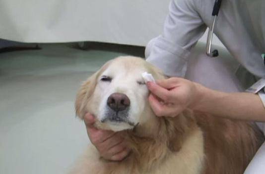 医治狗狗感冒的土方式 医治狗狗感冒的土方式