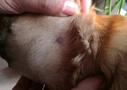 狗狗皮肤病怎么治,狗狗常见皮肤病及治疗方法 狗狗皮肤病怎么治,狗狗常见皮肤病及治疗方法