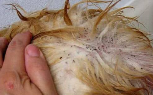 狗狗皮肤病怎么治,狗狗常见皮肤病及治疗方法 狗狗皮肤病怎么治,狗狗常见皮肤病及治疗方法