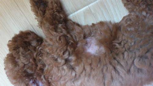 泰迪脱毛一块是否皮肤疾病 泰迪脱毛一块是否皮肤疾病