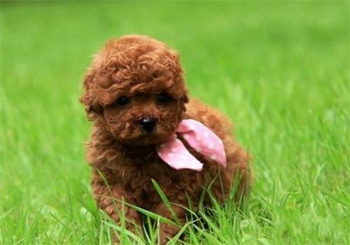 泰迪脱毛一块是否皮肤疾病 泰迪脱毛一块是否皮肤疾病