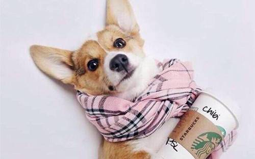 医治狗狗感冒的土方式 医治狗狗感冒的土方式