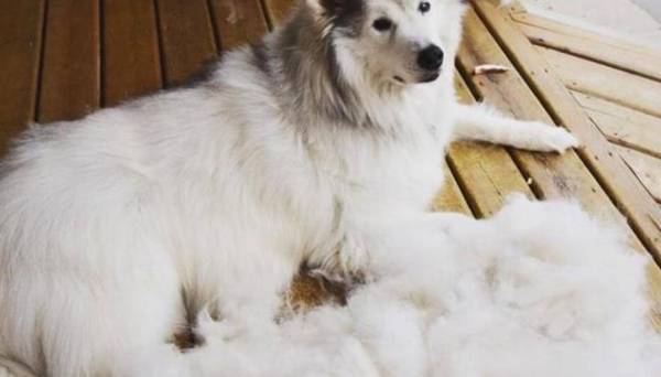 狗掉毛比较严重是皮肤病吗 狗掉毛比较严重是皮肤病吗