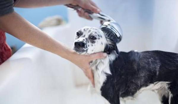 狗掉毛比较严重是皮肤病吗 狗掉毛比较严重是皮肤病吗