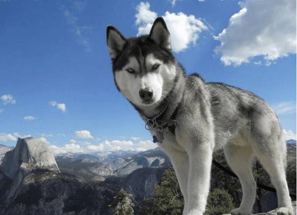 狗狗有皮肤病吃啥最好? 狗狗有皮肤病吃啥最好?