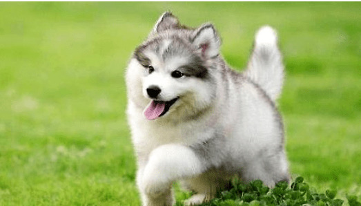 阿拉斯加犬广泛的皮肤疾病都有哪些?小心防止最重要! 阿拉斯加犬广泛的皮肤疾病都有哪些?小心防止最重要!