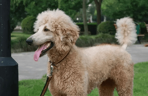 狗狗有皮肤病吃啥最好? 狗狗有皮肤病吃啥最好?