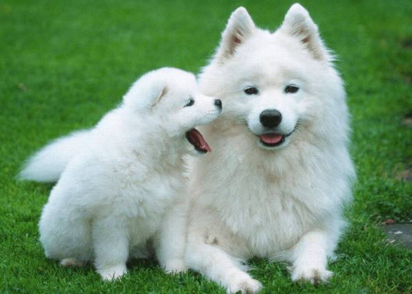 萨摩耶拉肚子该怎么办? 萨摩耶拉肚子该怎么办?