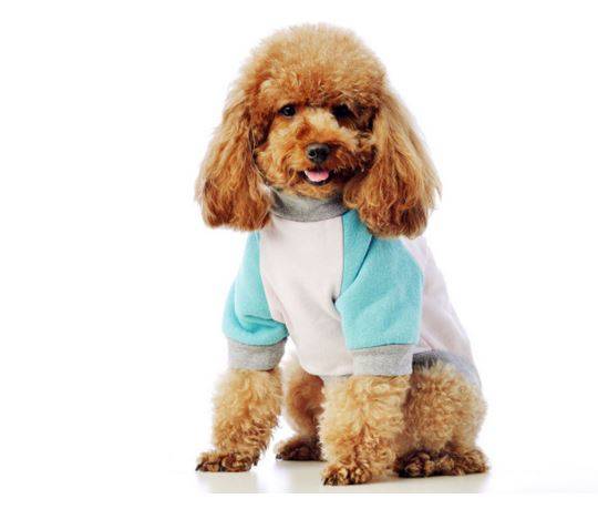 泰迪拉肚子的原因是什么?小宠医生详细说明泰迪拉肚子 泰迪拉肚子的原因是什么?小宠医生详细说明泰迪拉肚子