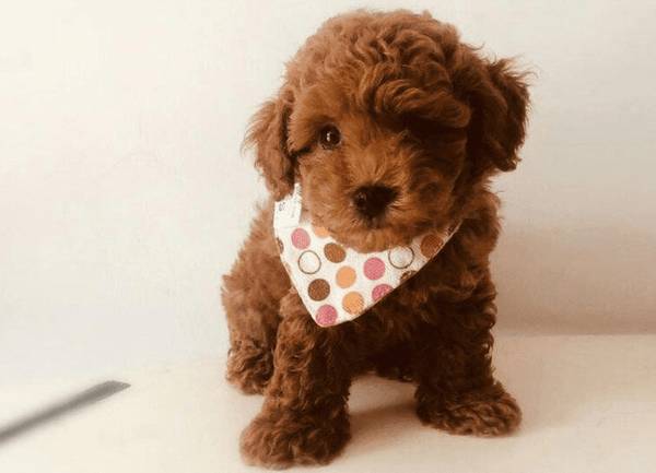 泰迪反胃拉稀该怎么办?小宠医生教你怎样解决泰迪反胃拉稀 泰迪反胃拉稀该怎么办?小宠医生教你怎样解决泰迪反胃拉稀