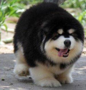 小狗拉肚子吃啥中药比较好?适当方式在这儿! 小狗拉肚子吃啥中药比较好?适当方式在这儿!