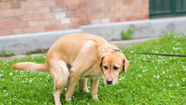 狗狗常见腹泻是小问题?并非全部益生菌粉都能改进腹泻 狗狗常见腹泻是小问题?并非全部益生菌粉都能改进腹泻