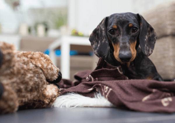 小狗拉肚子该怎么办?小狗有点拉肚子了 小狗拉肚子该怎么办?小狗有点拉肚子了