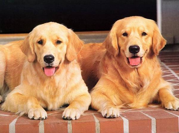 一起来看一下导致金毛拉稀的好多个缘故和解决方案 一起来看一下导致金毛拉稀的好多个缘故和解决方案