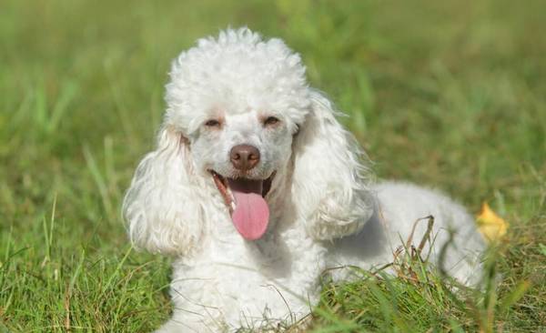 贵宾犬拉肚子该怎么办?5招调养肠胃的方式 ,传授给你 贵宾犬拉肚子该怎么办?5招调养肠胃的方式 ,传授给你