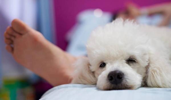 贵宾犬拉肚子该怎么办?5招调养肠胃的方式 ,传授给你 贵宾犬拉肚子该怎么办?5招调养肠胃的方式 ,传授给你