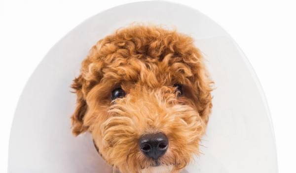 贵宾犬拉肚子该怎么办?5招调养肠胃的方式 ,传授给你 贵宾犬拉肚子该怎么办?5招调养肠胃的方式 ,传授给你