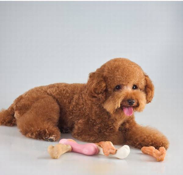 养宠物注意事项:成年人泰迪拉肚子该怎么办 养宠物注意事项:成年人泰迪拉肚子该怎么办