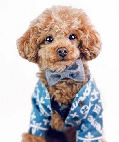 泰迪吃坏拉稀怎么办?必须采用下列三个对策解决 泰迪吃坏拉稀怎么办?必须采用下列三个对策解决