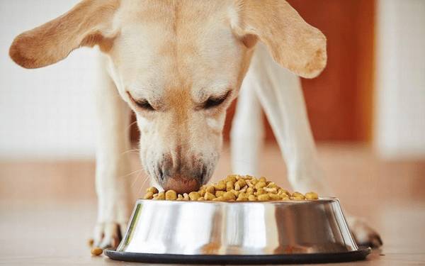 换犬粮的情况下为狗狗怎么会出現消化不好或恶心呕吐的状况? 换犬粮的情况下为狗狗怎么会出現消化不好或恶心呕吐的状况?