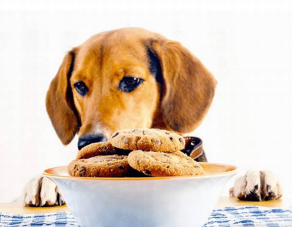 换犬粮的情况下为狗狗怎么会出現消化不好或恶心呕吐的状况? 换犬粮的情况下为狗狗怎么会出現消化不好或恶心呕吐的状况?