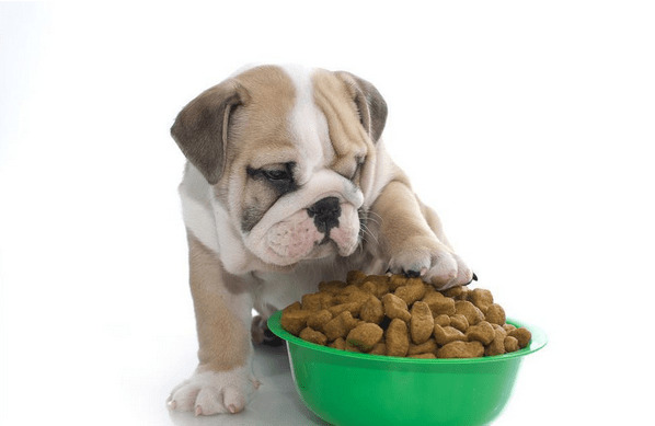 换犬粮的情况下为狗狗怎么会出現消化不好或恶心呕吐的状况? 换犬粮的情况下为狗狗怎么会出現消化不好或恶心呕吐的状况?