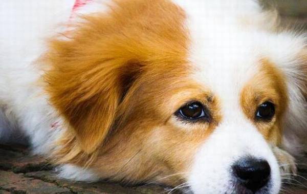 狗狗呕吐,难题可轻可多次,主人必须掌握下列好多个层面 狗狗呕吐,难题可轻可多次,主人必须掌握下列好多个层面