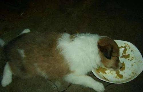 狗狗吐了该怎么办?这一份恶心呕吐状况全集 狗狗吐了该怎么办?这一份恶心呕吐状况全集