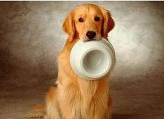 狗狗吐了该怎么办?这一份恶心呕吐状况全集 狗狗吐了该怎么办?这一份恶心呕吐状况全集