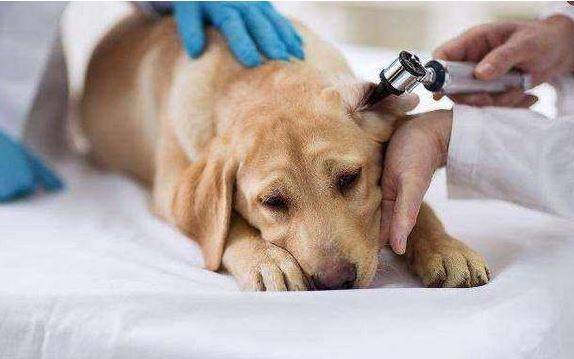 狗狗呕吐拉肚子的普遍缘故有什么? 狗狗呕吐拉肚子的普遍缘故有什么?