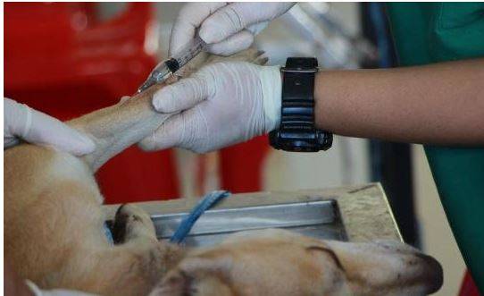 小狗呕吐有什么普遍原因? 小狗呕吐有什么普遍原因?