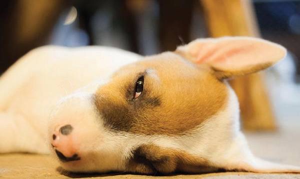 幼犬呕吐?得立即高度重视,要不然怕是细微抢走狗狗命 幼犬呕吐?得立即高度重视,要不然怕是细微抢走狗狗命