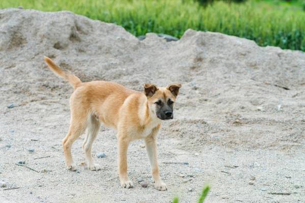 狗狗老是呕吐吐出来黏液,这是什么病 狗狗老是呕吐吐出来黏液,这是什么病