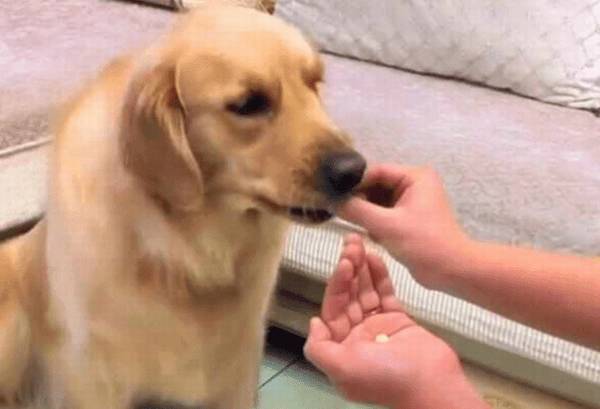 狗不吐一次能吃东西狗吐了多久可以吃东西? 狗不吐一次能吃东西狗吐了多久可以吃东西?