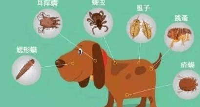 泰迪身体传出这种数据信号,代表着身体寄生虫“许多”,驱虫势在必行 泰迪身体传出这种数据信号,代表着身体寄生虫“许多”,驱虫势在