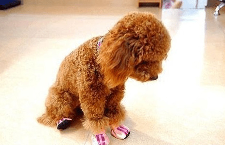 泰迪身体传出这种数据信号,代表着身体寄生虫“许多”,驱虫势在必行 泰迪身体传出这种数据信号,代表着身体寄生虫“许多”,驱虫势在