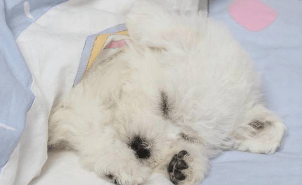 比熊经常性除虫的6大“不良影响”,有多恐怖,看了就知道 比熊经常性除虫的6大“不良影响”,有多恐怖,看了就知道