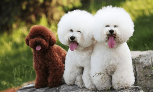 给比熊犬驱虫时,这几个错误观念,不可以学 给比熊犬驱虫时,这几个错误观念,不可以学