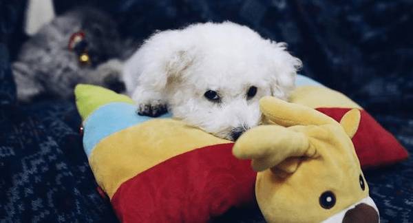 比熊经常性除虫的6大“不良影响”,有多恐怖,看了就知道 比熊经常性除虫的6大“不良影响”,有多恐怖,看了就知道