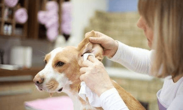 小狗“身体有虫”和“身体之外有虫”,各自有哪些主要表现?该如何驱虫? 小狗“身体有虫”和“身体之外有虫”,各自有哪些主要表现?该如