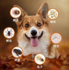 小狗“身体有虫”和“身体之外有虫”,各自有哪些主要表现?该如何驱虫? 小狗“身体有虫”和“身体之外有虫”,各自有哪些主要表现?该如