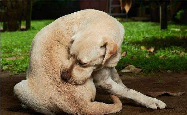 狗狗的身上跳蚤过多?送你好多个“小秘方”,轻轻松松祛除跳蚤 狗狗的身上跳蚤过多?送你好多个“小秘方”,轻轻松松祛除跳蚤