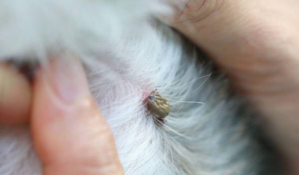 狗狗头发是蜱虫的豪宅别墅,夏季袭来,该怎样避开蜱虫叮咬? 狗狗头发是蜱虫的豪宅别墅,夏季袭来,该怎样避开蜱虫叮咬?