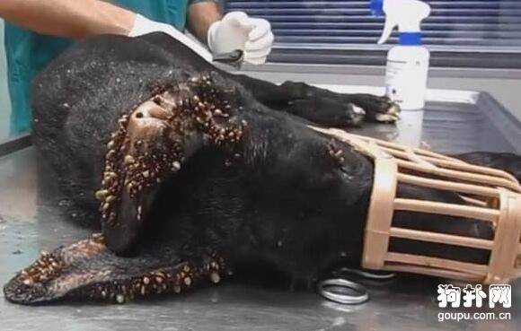 ��涣ҧ���֢״�����Ʒ������ҳ���֪��