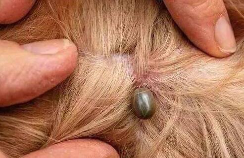 蜱虫狗应该如何治疗?新手家长必看! 蜱虫狗应该如何治疗?新手家长必看!