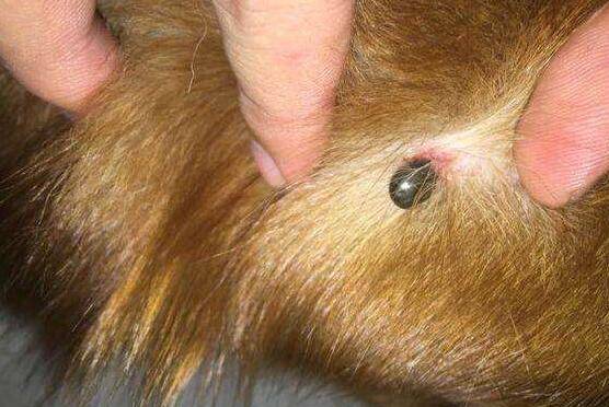 蜱虫狗应该如何治疗?新手家长必看! 蜱虫狗应该如何治疗?新手家长必看!