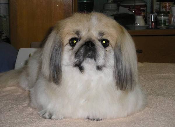 狗狗被蜱虫叮咬后的症状以及治疗方法! 狗狗被蜱虫叮咬后的症状以及治疗方法!